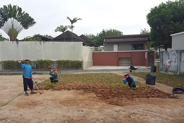 Start planting some brazil nut trees